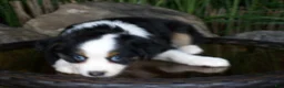 Miniature Australian Shepherd dogs for sale: Rosie - Ad 4