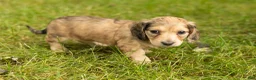 Miniature Dachshund dogs for sale: Sophia  - Ad 3