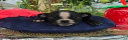 Olde English Bulldogge dogs for sale: Jessie - Ad 3