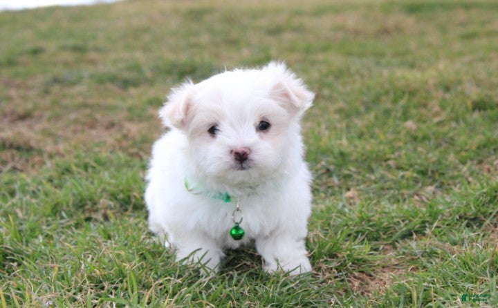 Maltese dogs Benny  - Ad 1
