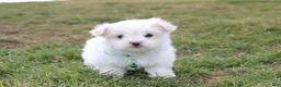 Maltese dogs for sale: Benny  - Ad 1