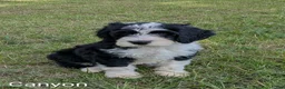Mixed Breed dogs for sale: Canyon - Ad 3