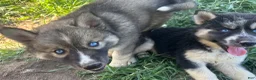 Siberian Husky dogs for sale: Siberian Husky 2 - Ad 2