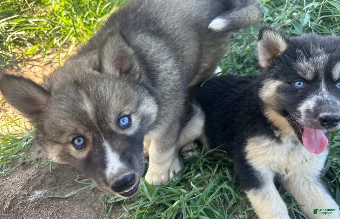 Siberian Husky dogs for sale: Siberian Husky 2 - Ad 2