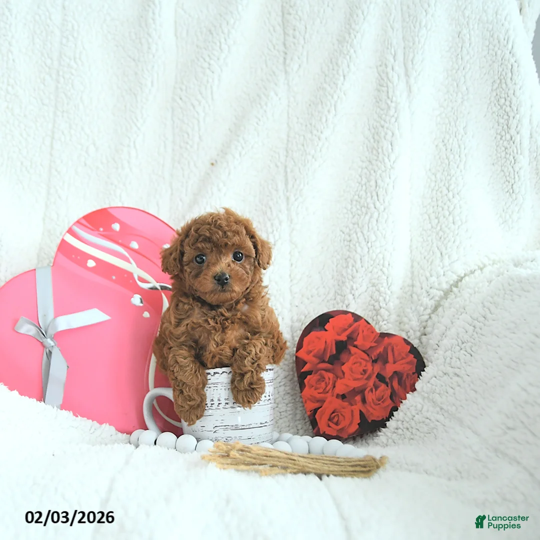 Toy Poodle dogs for sale: Bella HOUSE RAISED - Ad 2