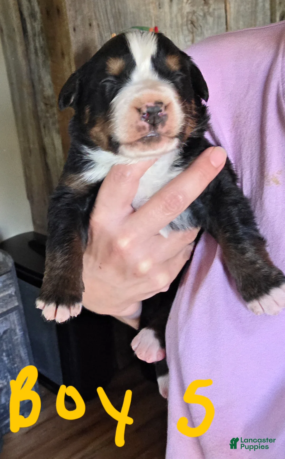 Bernese Mountain Dog dogs for sale: Bernese Mountain Dog Puppy 1 - Ad 1