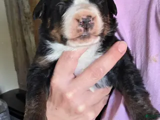 Bernese Mountain Dog dogs Bernese Mountain Dog Puppy 1 - Ad 25