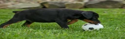Doberman Pinscher dogs for sale: Duke (Black Rust)🐶🤎✨ - Ad 13