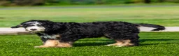 Bernedoodle dogs for sale: Banks Bernedoodle Puppy  - Ad 2