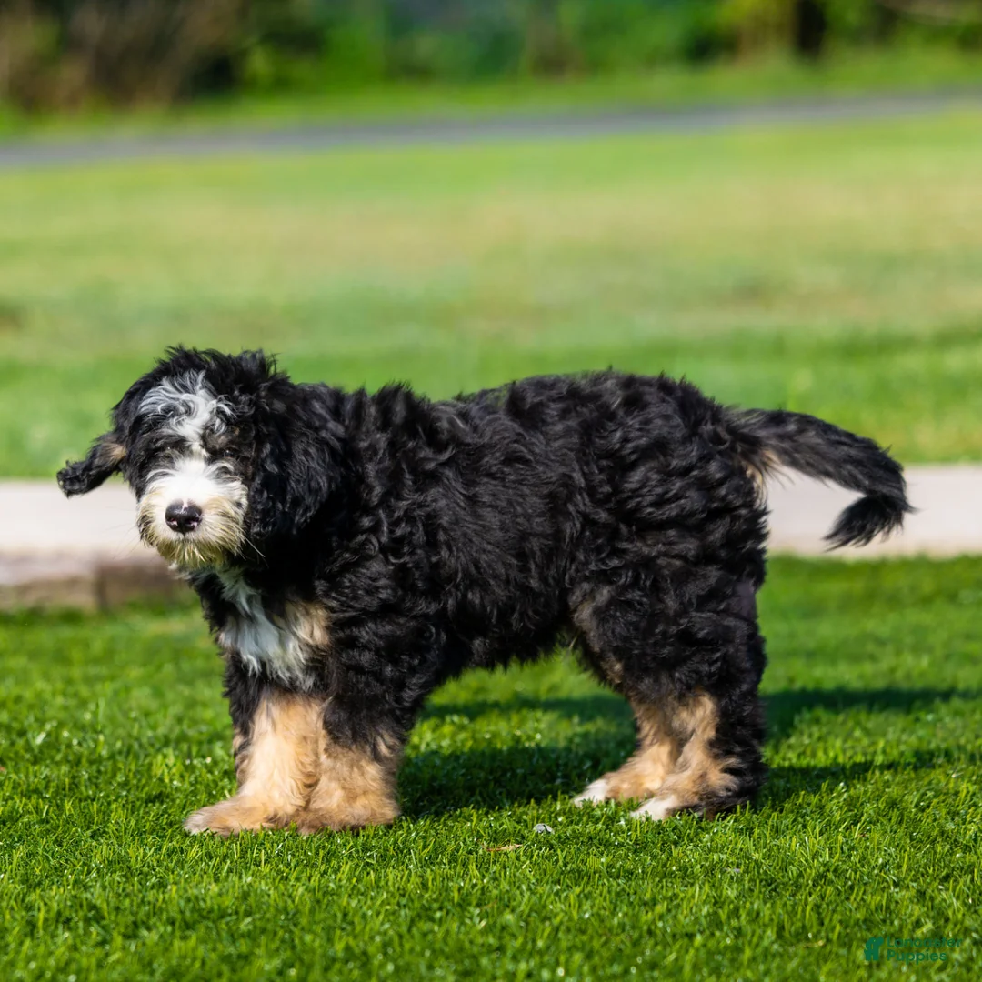 Bernedoodle dogs for sale: Banks Bernedoodle Puppy  - Ad 2