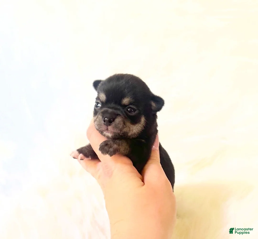Chihuahua dogs for sale: AKC Austin - Ad 1