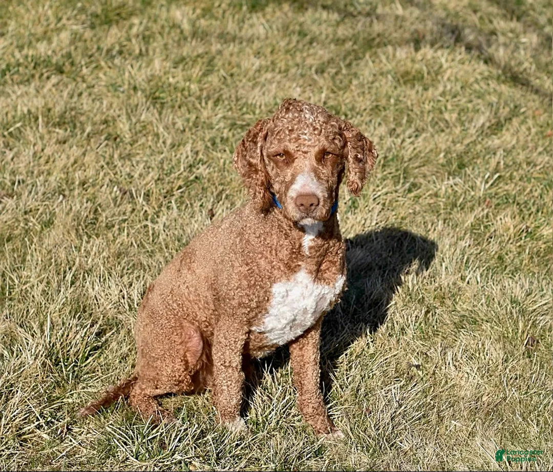 Mini Goldendoodle dogs for sale: Omar - Ad 7