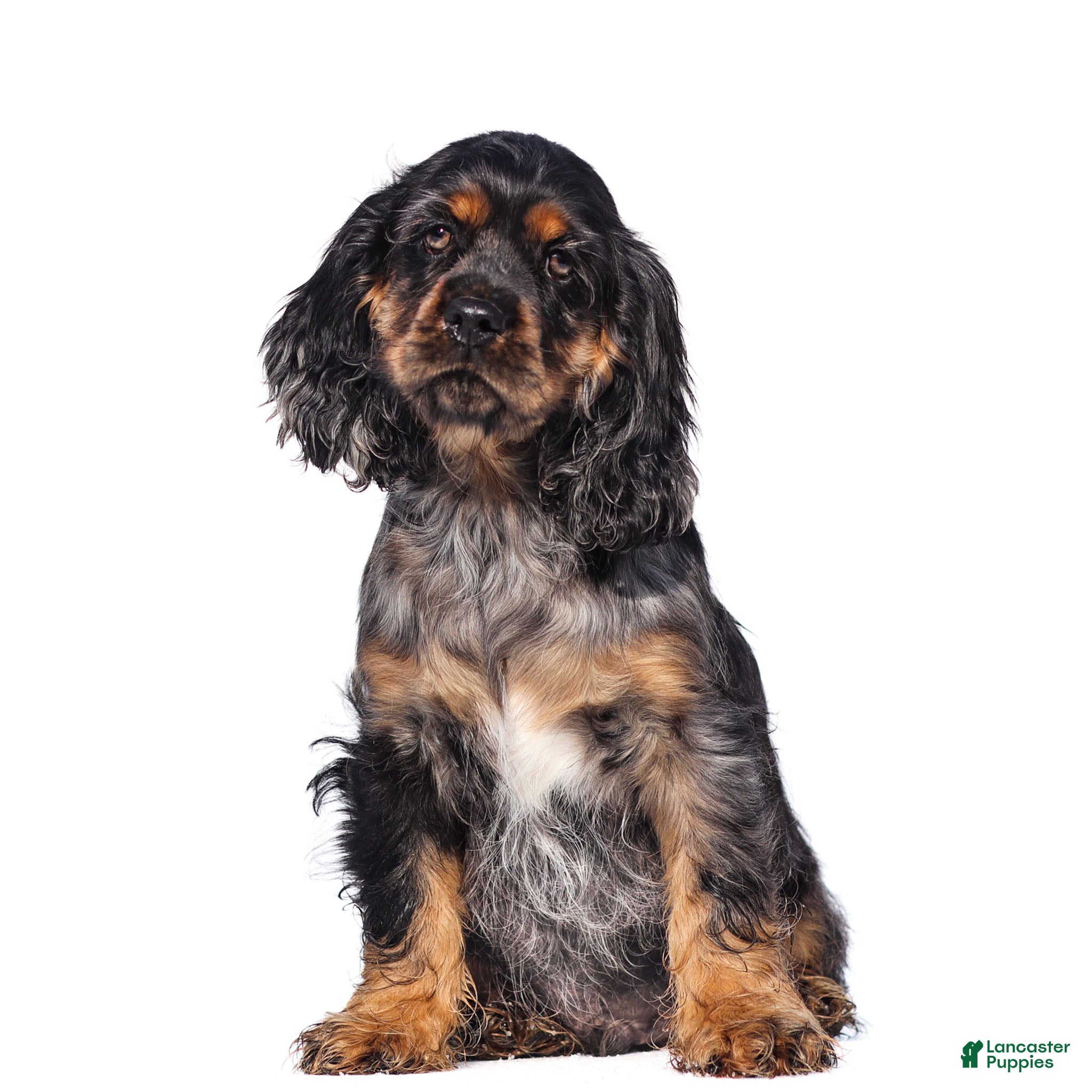 Cocker Spaniel dogs Dash - Ad 38