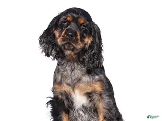 Cocker Spaniel dogs Dash - Ad 38