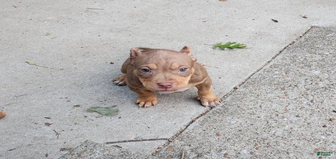 Gallery Image {{count}}