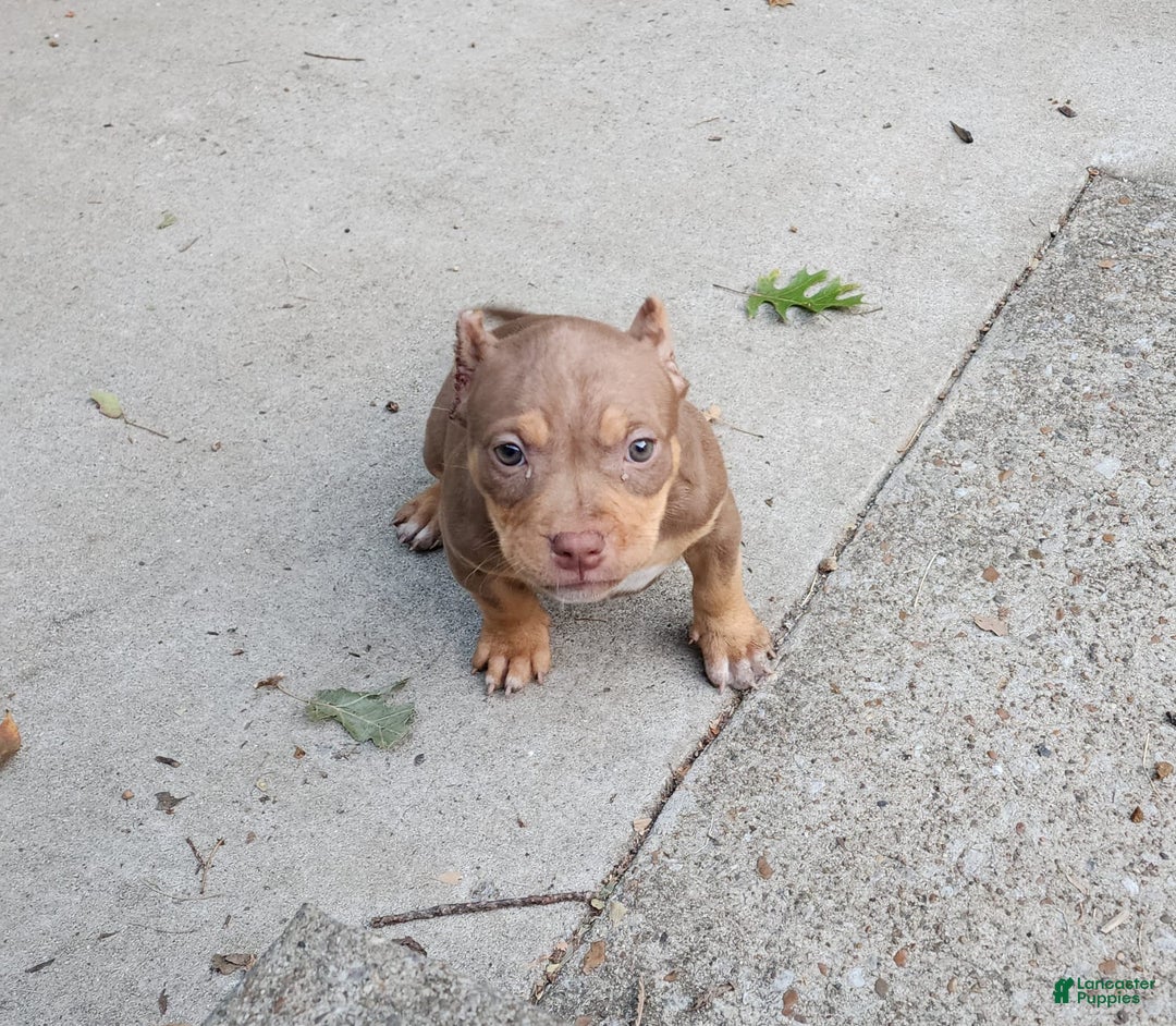 Gallery Image {{count}}