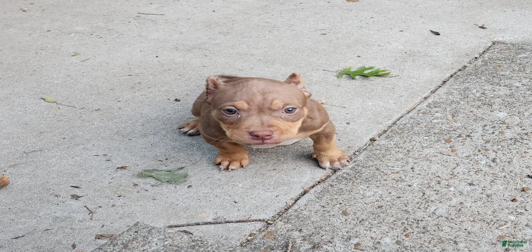 Gallery Image {{count}}