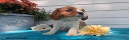 Cavalier King Charles Spaniel dogs for sale: Lori - Ad 5