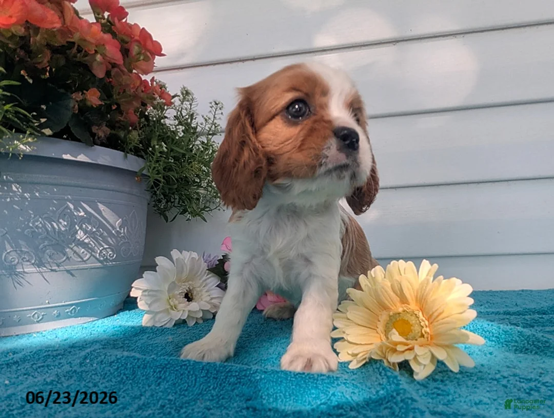 Cavalier King Charles Spaniel dogs for sale: Lori - Ad 5