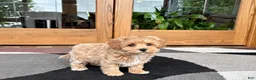 Havapoo dogs for sale: Havapoo Puppy 3 - Ad 4