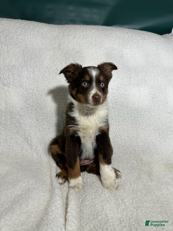 Miniature Australian Shepherd dogs Patrick redtri - Ad 1