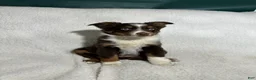 Miniature Australian Shepherd dogs for sale: Patrick redtri - Ad 3