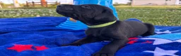 Mixed Breed dogs for sale: Ralph - Ad 6