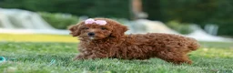 Miniature Poodle dogs for sale:  Dixie 🎀🐶 - Ad 1