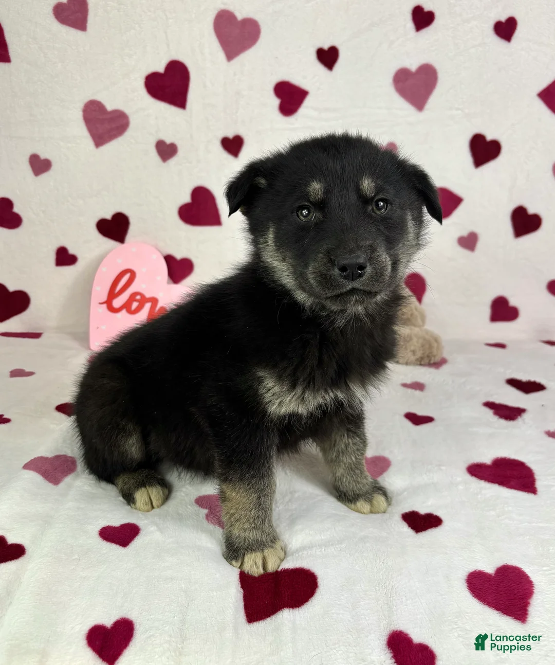 Mixed Breed dogs for sale: Camden - Ad 3