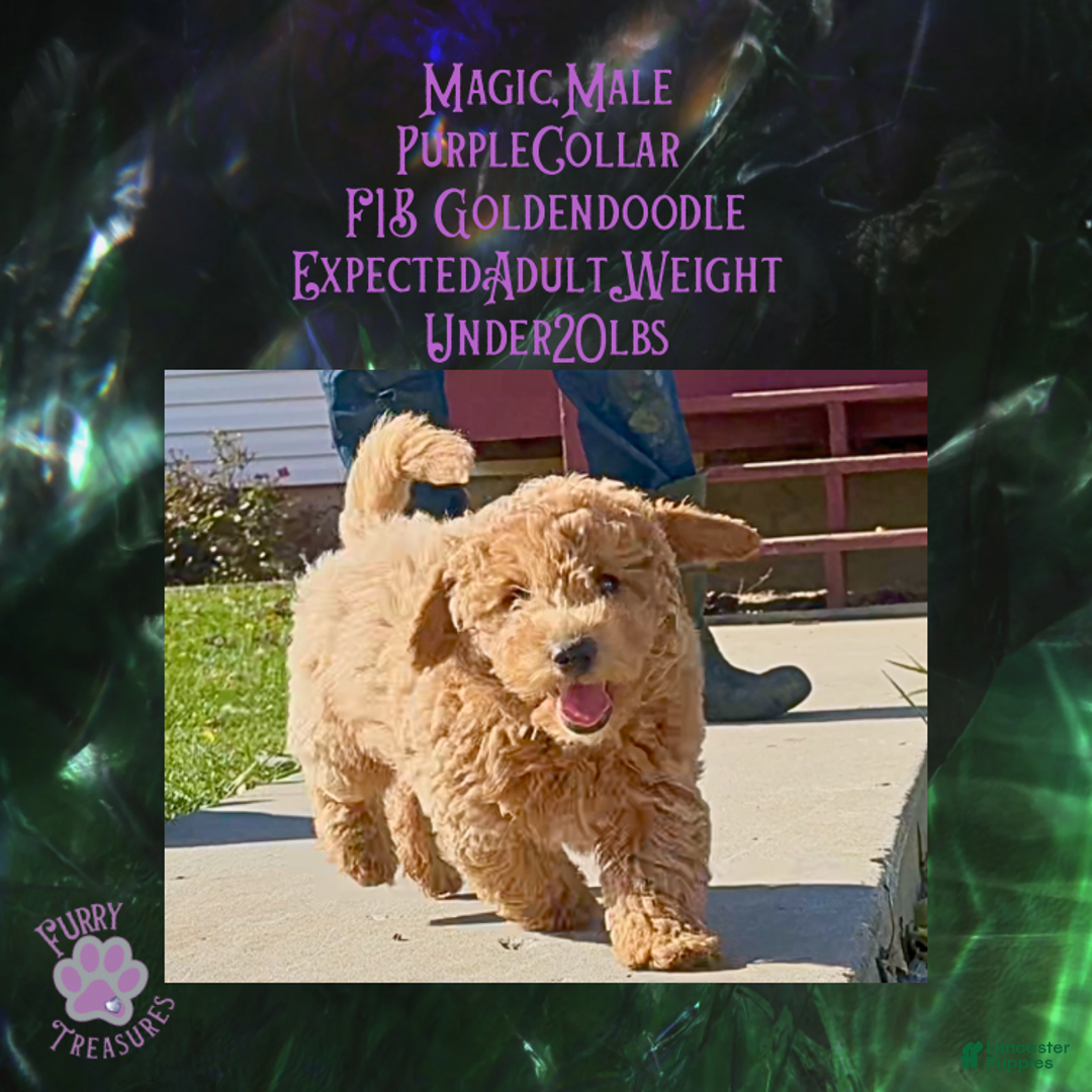 Goldendoodle dogs for sale: Magic “Purple Collar” Male - Ad 6