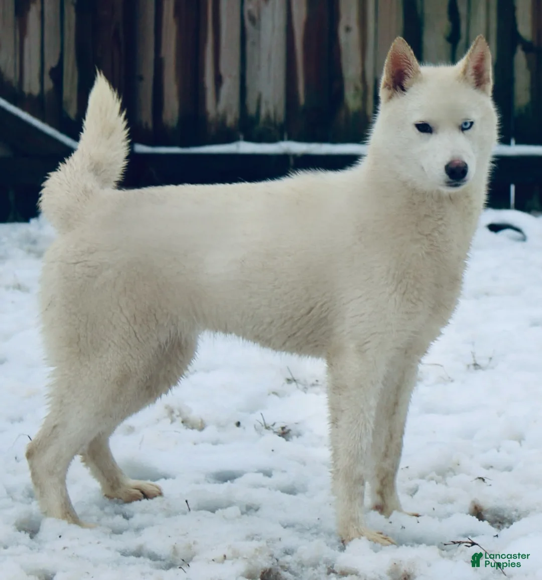 Siberian Husky dogs for sale: Hazel - Ad 2