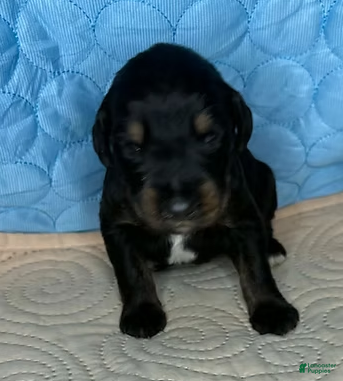 Mixed Breed dogs Gunner - Ad 41