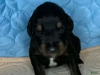 Mixed Breed dogs Gunner - Ad 11