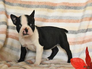 Boston Terrier dogs Darcy - Ad 3