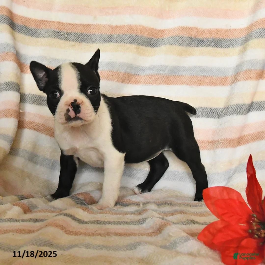 Boston Terrier dogs for sale: Darcy - Ad 1