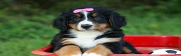Bernese Mountain Dog dogs for sale: SALLY - Ad 7
