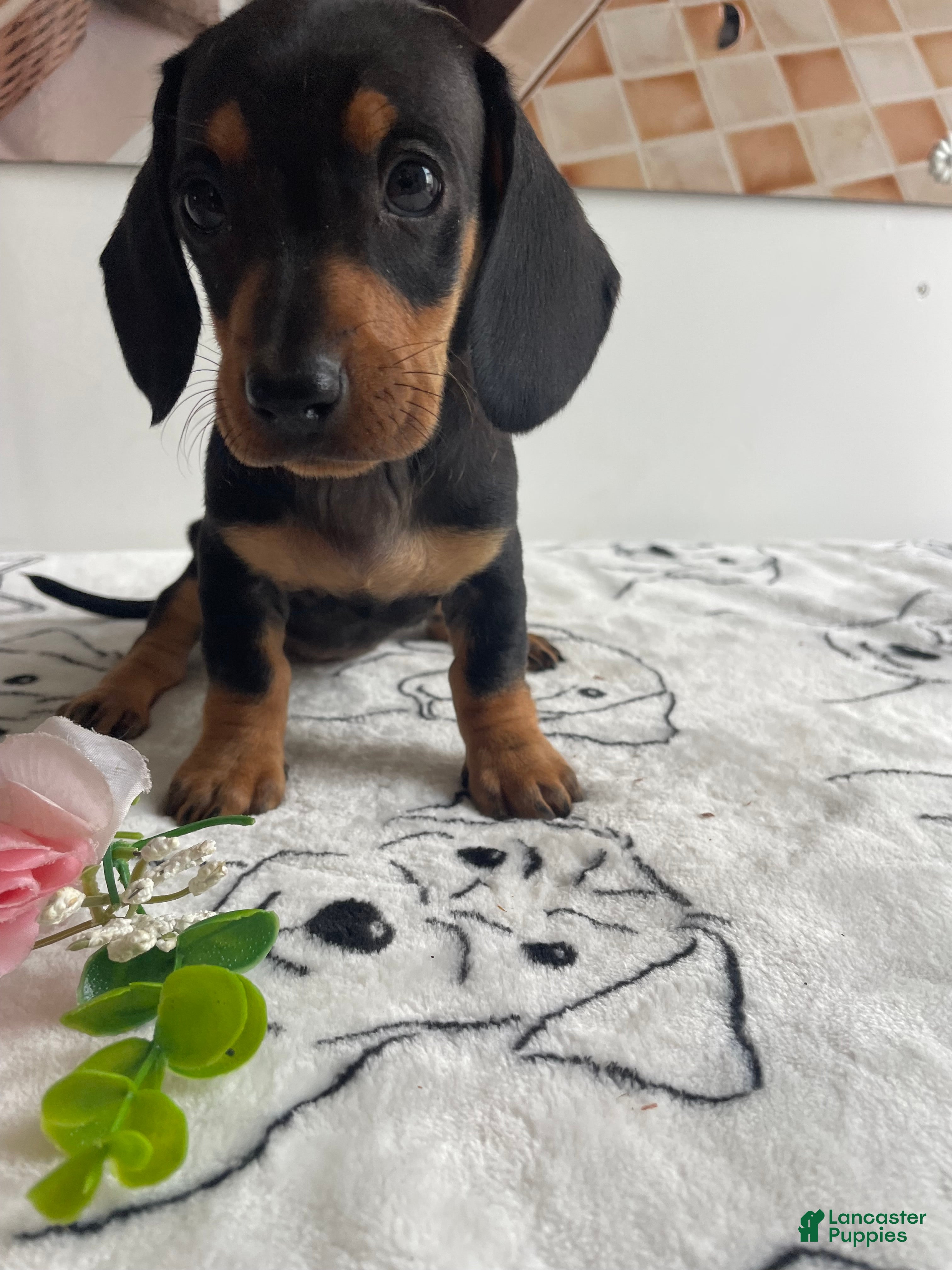 Miniature Dachshund dogs for sale: Daisy - Ad 3