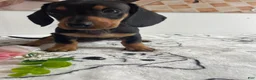 Miniature Dachshund dogs for sale: Daisy - Ad 1