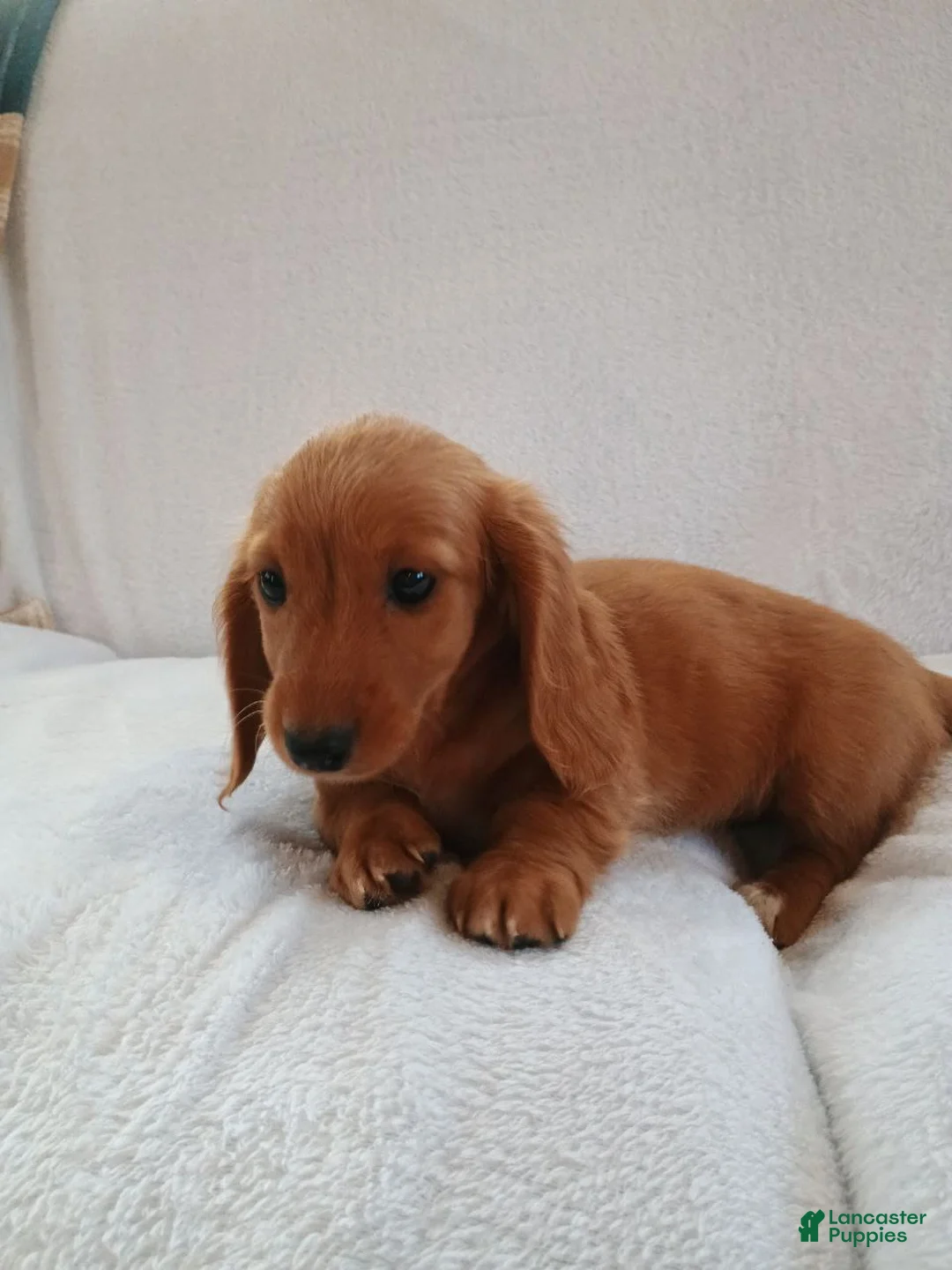 Miniature Dachshund dogs for sale: Sally  - Ad 6