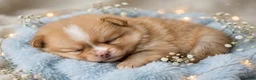 Pomeranian dogs for sale: Sunfyre - Ad 1