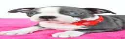 Boston Terrier dogs for sale: Sara - Ad 6