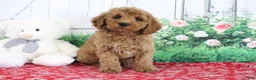 Mini Goldendoodle dogs for sale: Trooper - Ad 4