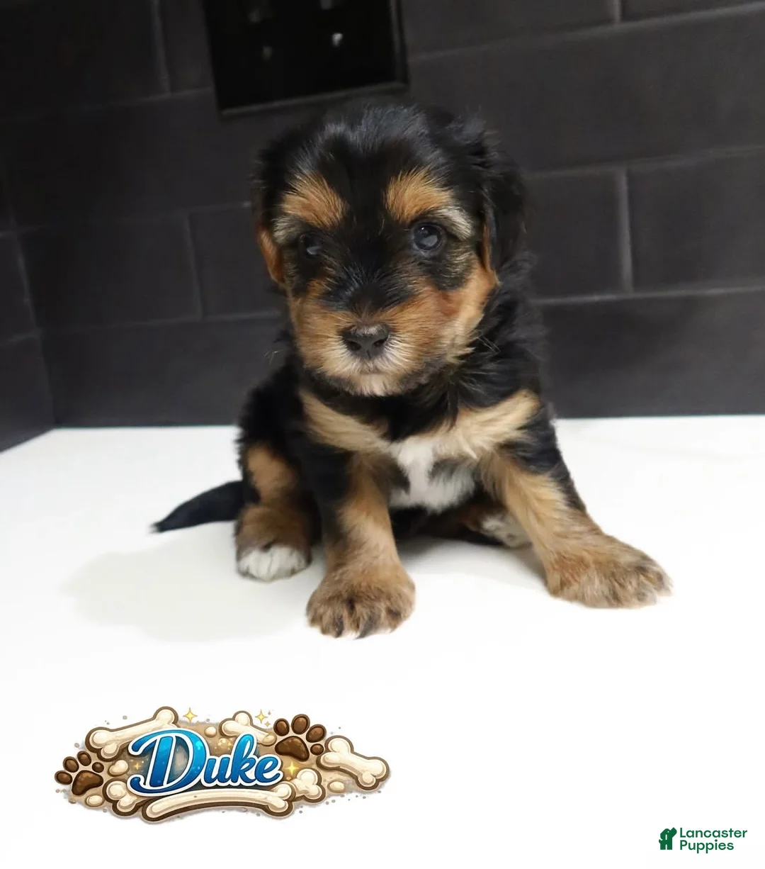 Shorkie dogs for sale: Shorkie 4 (Purple Collar) - Ad 2
