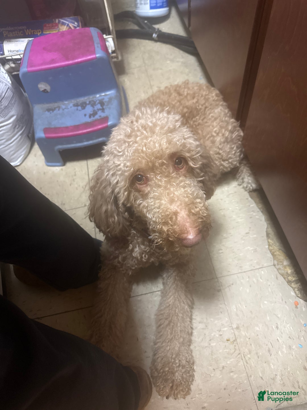 Goldendoodle dogs for sale: Puffy - Ad 2