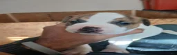 American Bulldog dogs for sale: Dot - Ad 21