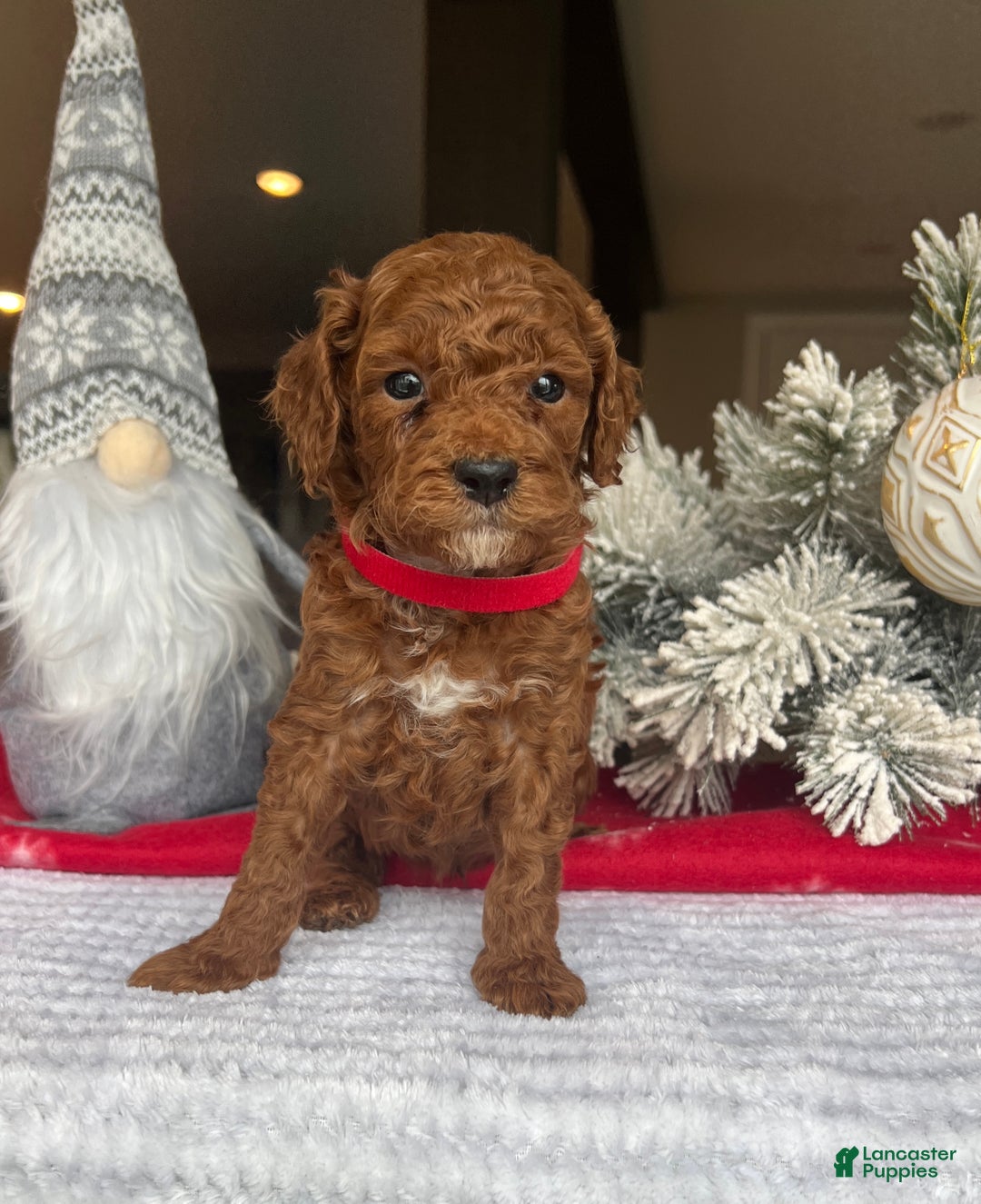 Mini Goldendoodle dogs for sale: Chase - Ad 1