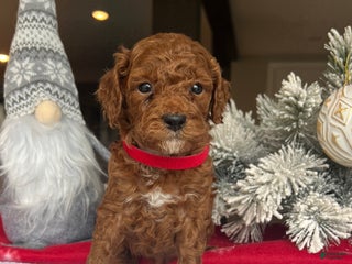 Mini Goldendoodle dogs Chase - Ad 21