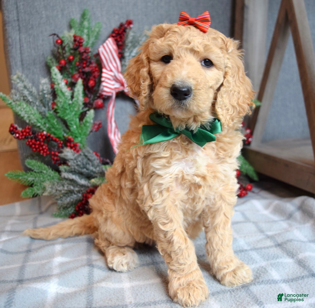 Goldendoodle dogs for sale: Piper - Ad 9