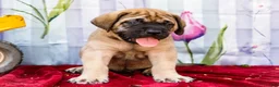English Mastiff dogs for sale: Max - Ad 9