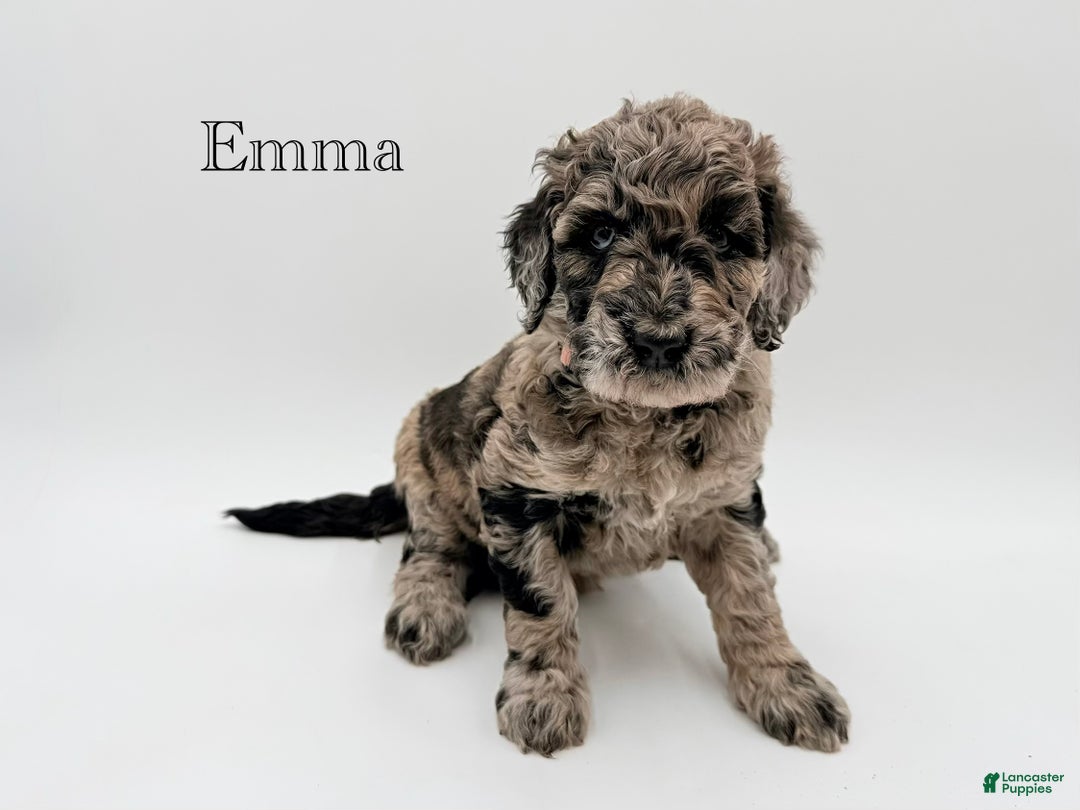 Goldendoodle dogs for sale: Emma - Ad 2